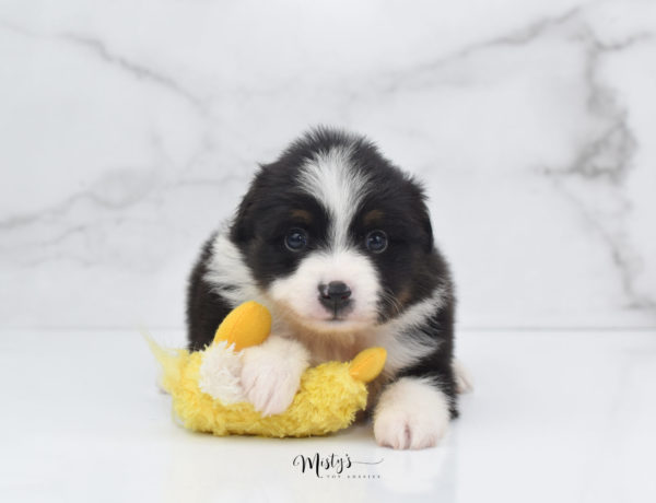 Mini / Toy Australian Shepherd Puppy Cola