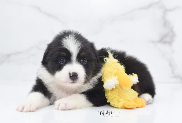 Mini / Toy Australian Shepherd Puppy Cola