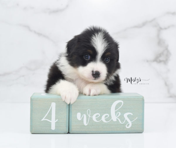 Mini / Toy Australian Shepherd Puppy Cola