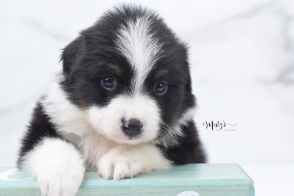 Mini / Toy Australian Shepherd Puppy Cola