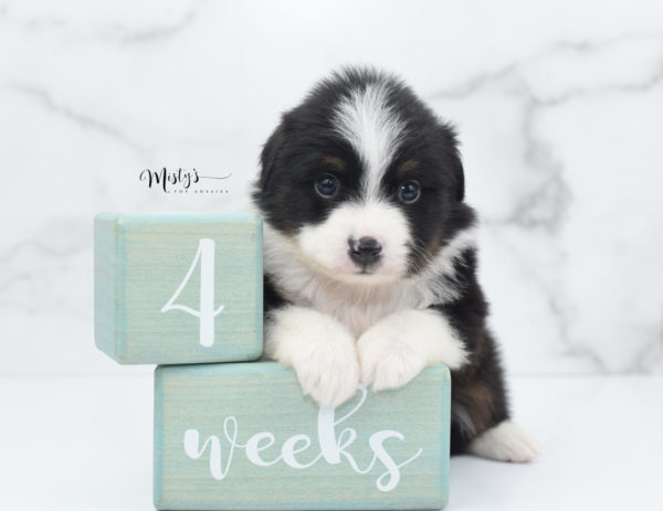 Mini / Toy Australian Shepherd Puppy Cola