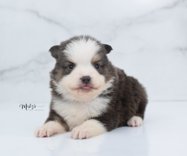 Mini / Toy Australian Shepherd Puppy Ernie