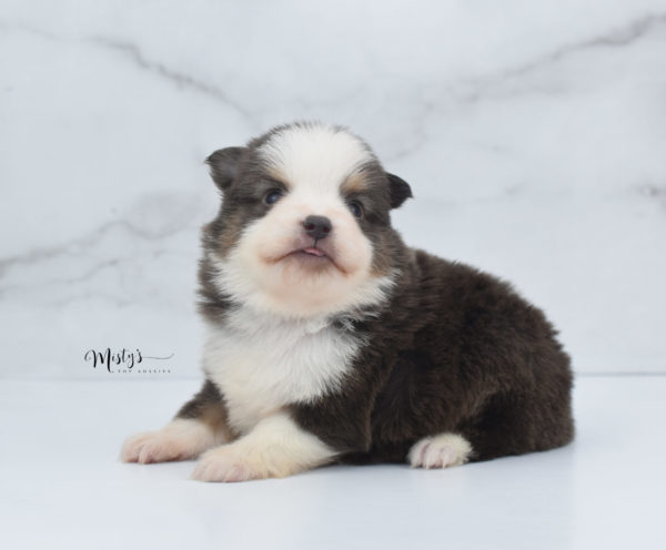 Mini / Toy Australian Shepherd Puppy Ernie