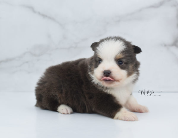 Mini / Toy Australian Shepherd Puppy Ernie