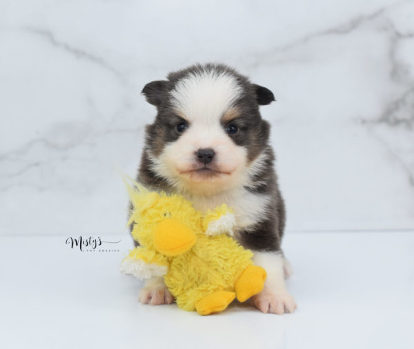 Mini / Toy Australian Shepherd Puppy Ernie