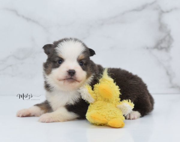 Mini / Toy Australian Shepherd Puppy Ernie