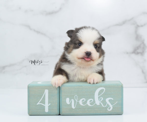 Mini / Toy Australian Shepherd Puppy Ernie