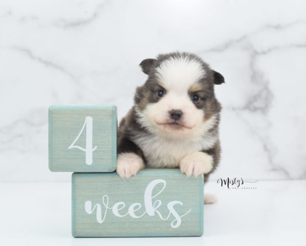 Mini / Toy Australian Shepherd Puppy Ernie