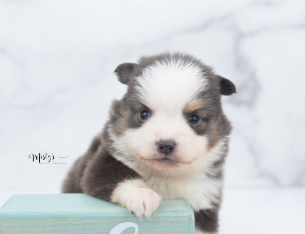 Mini / Toy Australian Shepherd Puppy Ernie