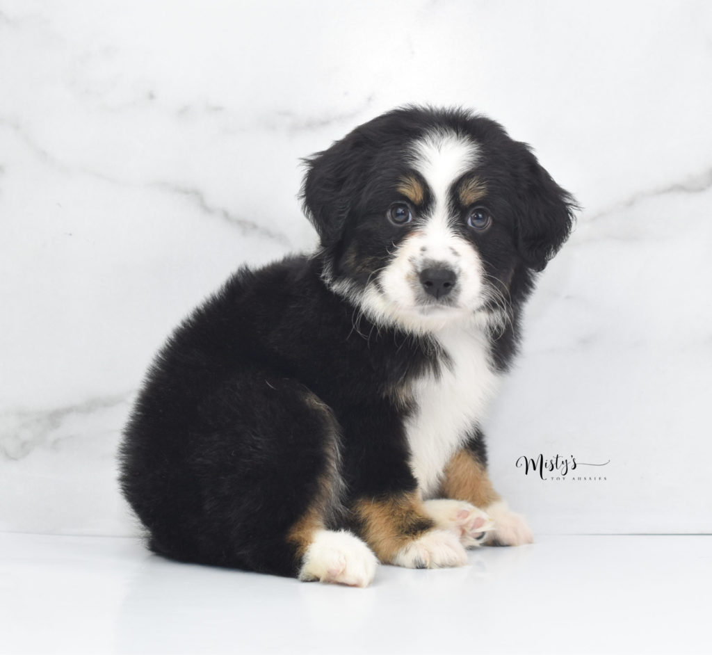 Mini / Toy Australian Shepherd Puppy Hanky