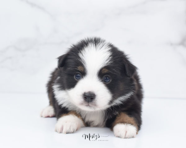 Mini / Toy Australian Shepherd Puppy Jimbo