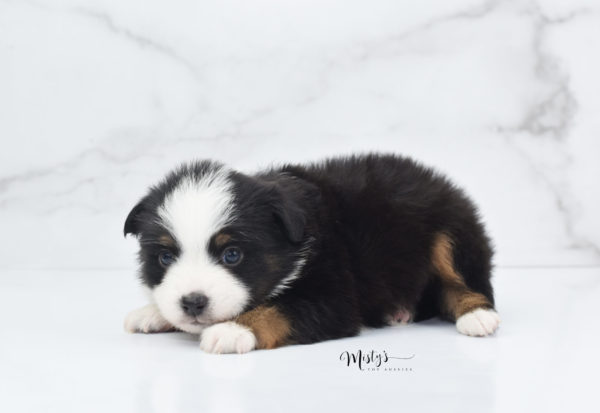 Mini / Toy Australian Shepherd Puppy Jimbo