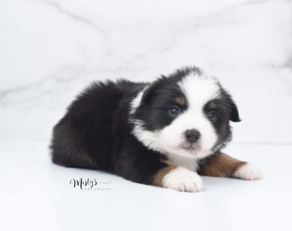 Mini / Toy Australian Shepherd Puppy Jimbo