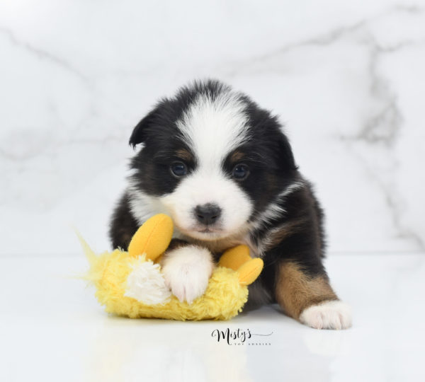 Mini / Toy Australian Shepherd Puppy Jimbo