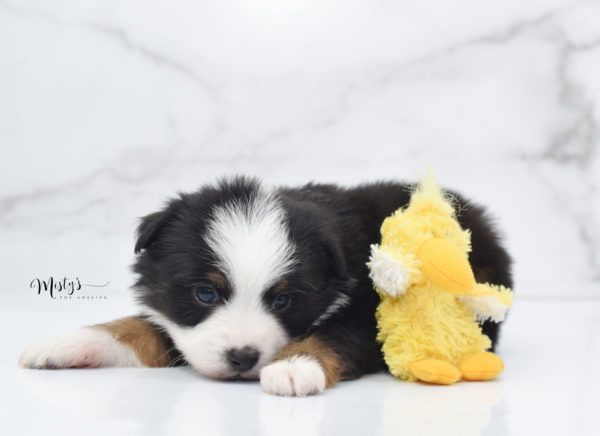 Mini / Toy Australian Shepherd Puppy Jimbo