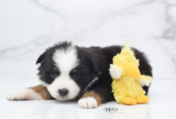 Mini / Toy Australian Shepherd Puppy Jimbo