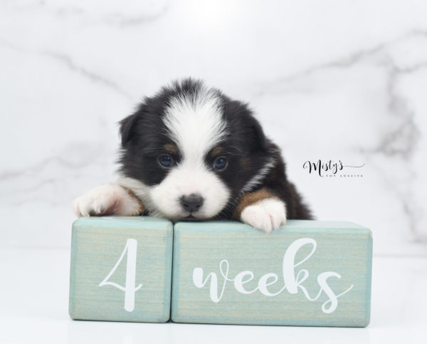 Mini / Toy Australian Shepherd Puppy Jimbo