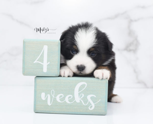 Mini / Toy Australian Shepherd Puppy Jimbo