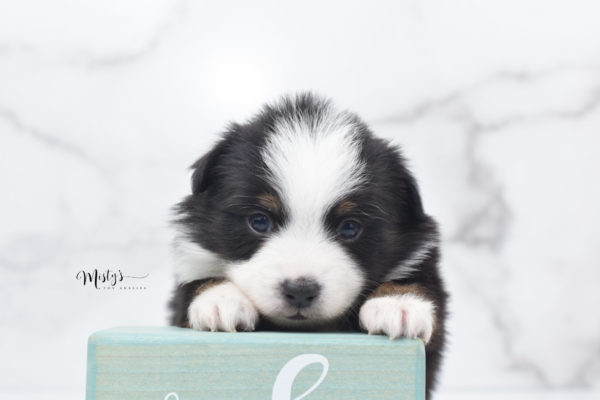 Mini / Toy Australian Shepherd Puppy Jimbo