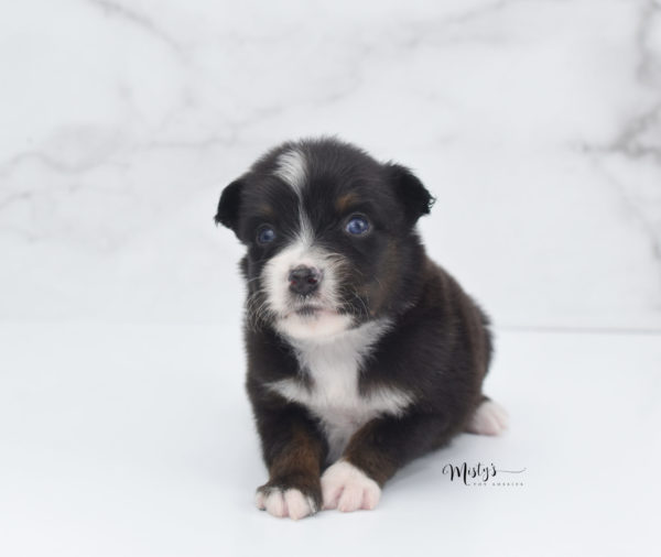 Mini / Toy Australian Shepherd Puppy Ocean