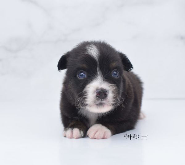 Mini / Toy Australian Shepherd Puppy Ocean