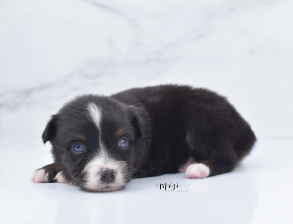 Mini / Toy Australian Shepherd Puppy Ocean