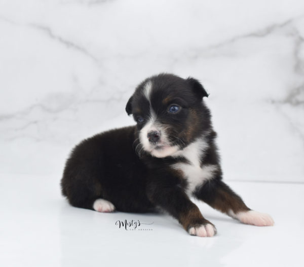 Mini / Toy Australian Shepherd Puppy Ocean