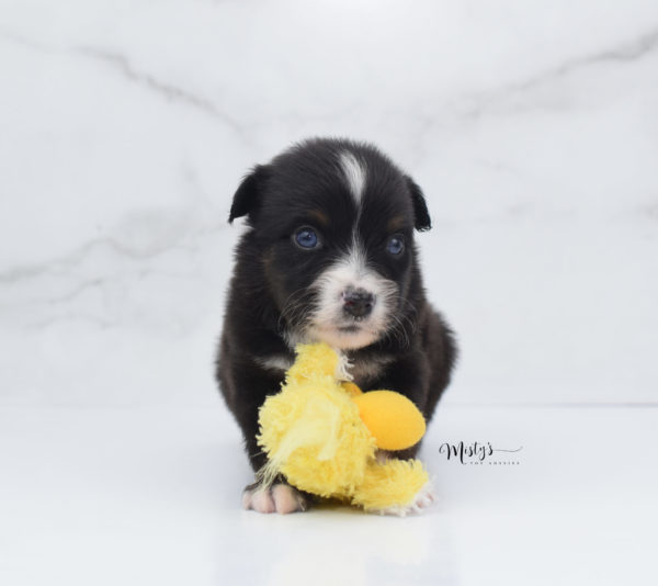 Mini / Toy Australian Shepherd Puppy Ocean