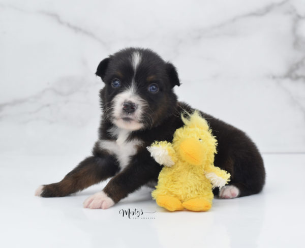 Mini / Toy Australian Shepherd Puppy Ocean