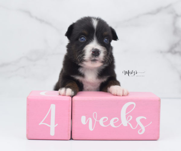 Mini / Toy Australian Shepherd Puppy Ocean