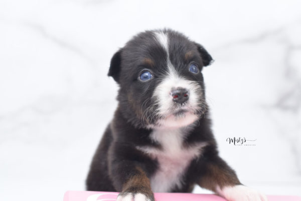 Mini / Toy Australian Shepherd Puppy Ocean