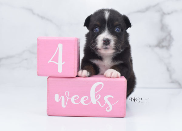 Mini / Toy Australian Shepherd Puppy Ocean