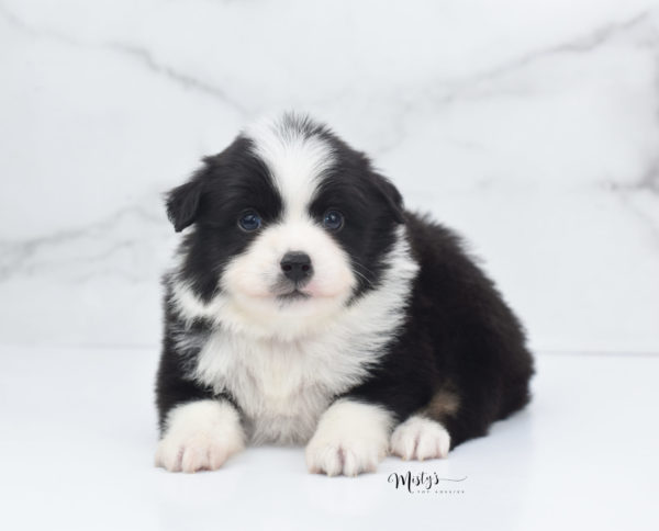 Mini / Toy Australian Shepherd Puppy Potsy