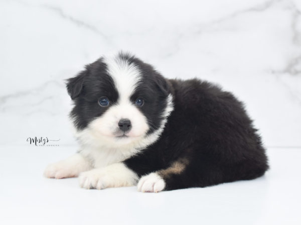 Mini / Toy Australian Shepherd Puppy Potsy