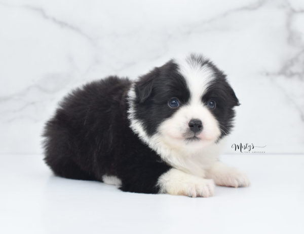 Mini / Toy Australian Shepherd Puppy Potsy