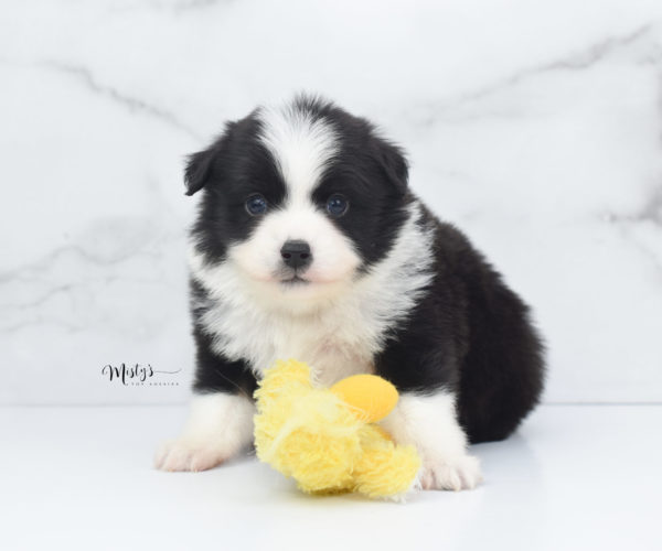 Mini / Toy Australian Shepherd Puppy Potsy