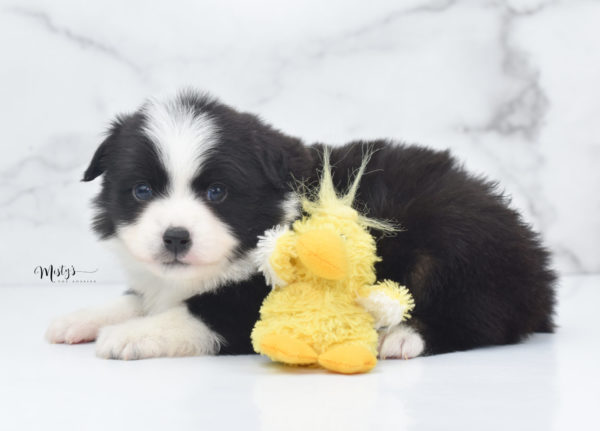 Mini / Toy Australian Shepherd Puppy Potsy