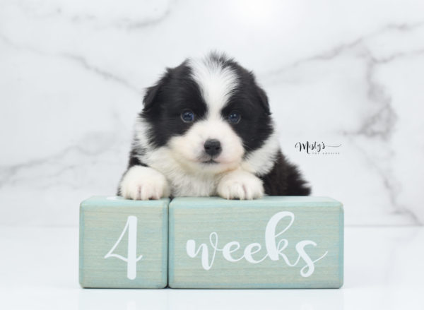 Mini / Toy Australian Shepherd Puppy Potsy