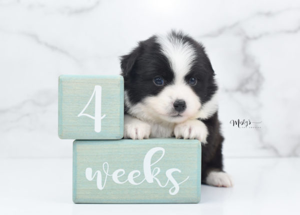 Mini / Toy Australian Shepherd Puppy Potsy