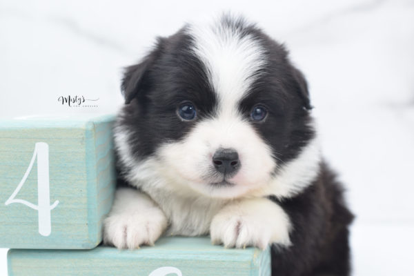 Mini / Toy Australian Shepherd Puppy Potsy