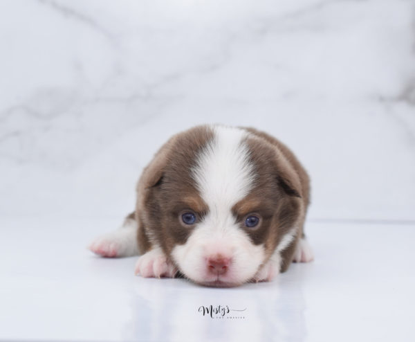 Mini / Toy Australian Shepherd Puppy Rosy