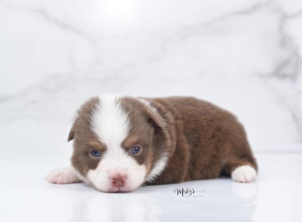 Mini / Toy Australian Shepherd Puppy Rosy