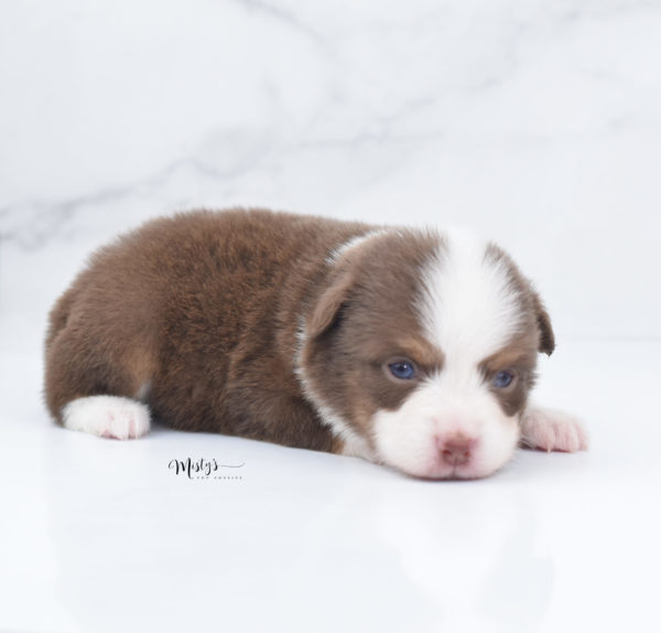 Mini / Toy Australian Shepherd Puppy Rosy