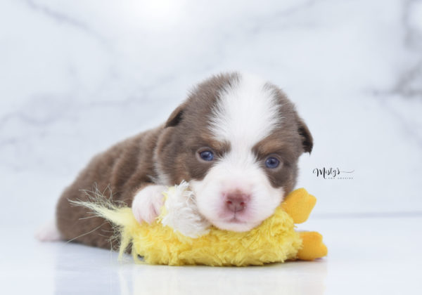 Mini / Toy Australian Shepherd Puppy Rosy