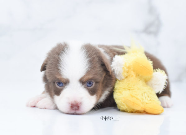 Mini / Toy Australian Shepherd Puppy Rosy