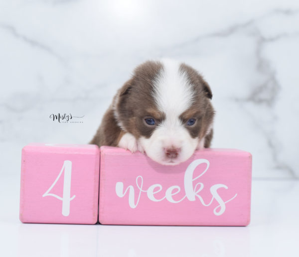 Mini / Toy Australian Shepherd Puppy Rosy