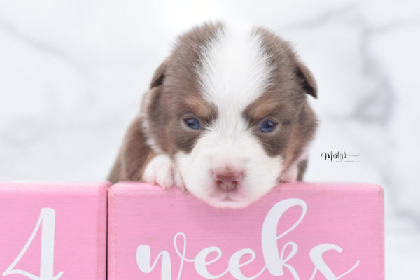 Mini / Toy Australian Shepherd Puppy Rosy