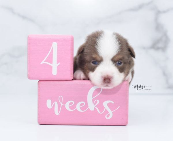 Mini / Toy Australian Shepherd Puppy Rosy