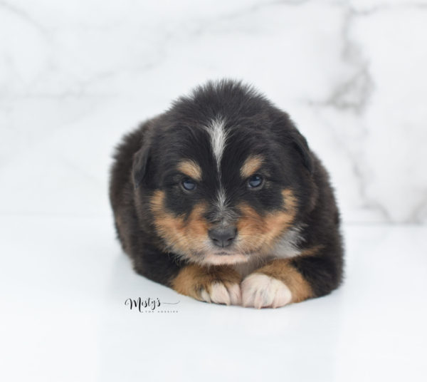 Mini / Toy Australian Shepherd Puppy Tubbs