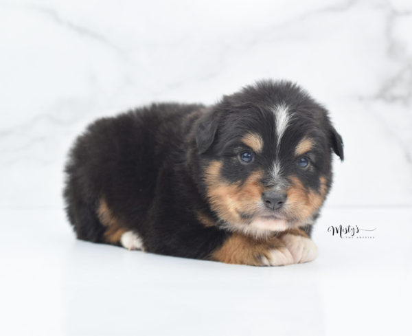 Mini / Toy Australian Shepherd Puppy Tubbs